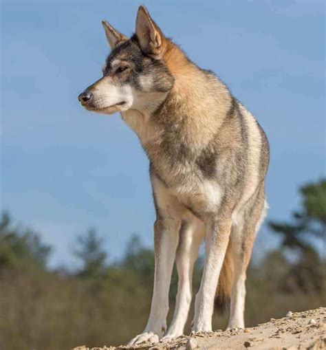 tamazulas|tamaskan wolf dog.